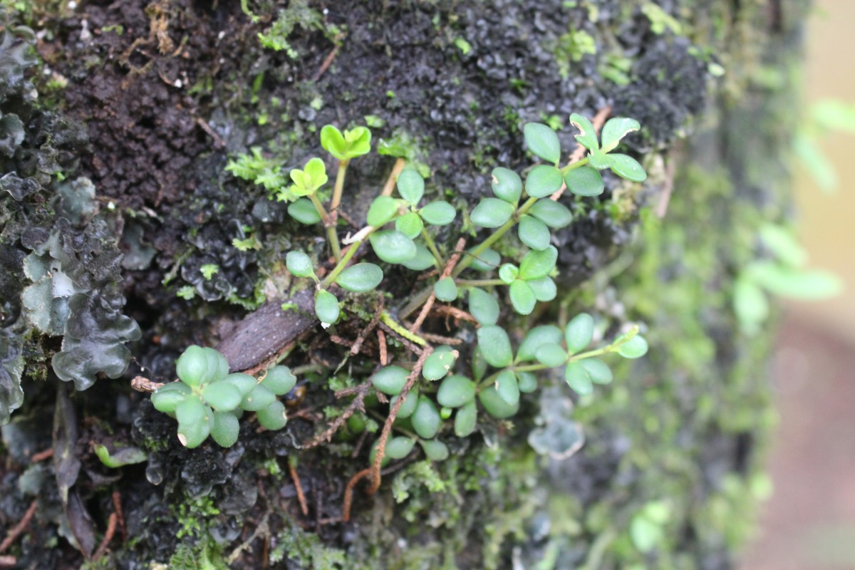 Peperomia tetraphylla (G.Forst.) Hook. & Arn.